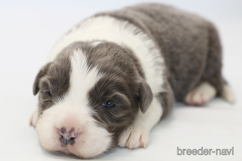 成約済の神奈川県のボーダーコリー-359948の8枚目